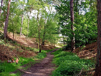 Dersingham Woods, Norfolk, trees, brush, forest, path HD wallpaper