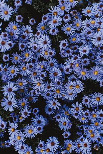 A stunning display of vibrant purple asters blooming in an outdoor garden. HD phone wallpaper