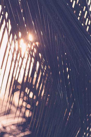 Nature, Leaves, Blur, Smooth, Palm, Sunlight HD phone wallpaper