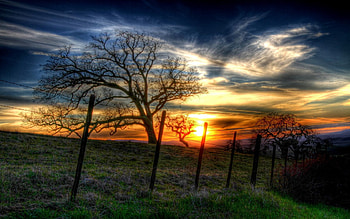Nature, Trees, Sunset, Sun, Branches, Branch, Fence, Wire, Hedge HD wallpaper