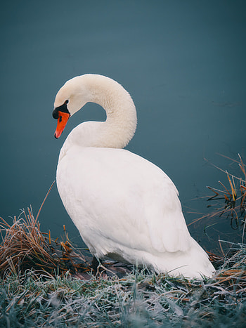 Animals, Water, Bird, Swan HD phone wallpaper