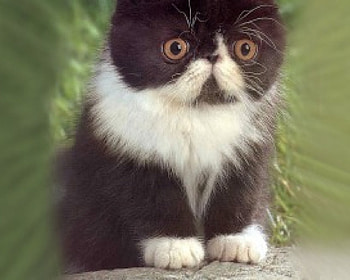 Cute kitten, cats, kittens HD wallpaper