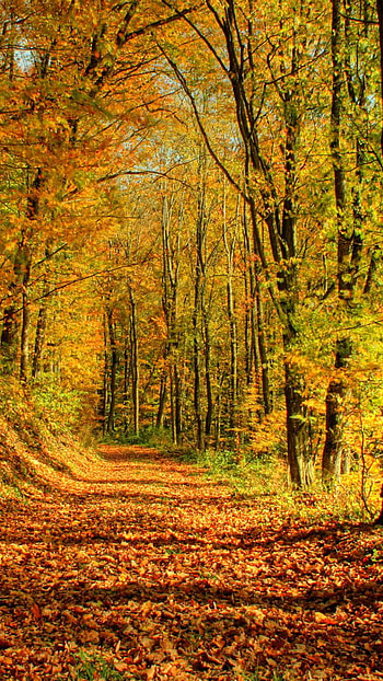 Trees avenus, , october HD phone wallpaper
