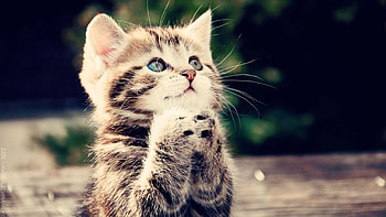 Praying cat, animal, kitty, cute, cat, praying HD wallpaper