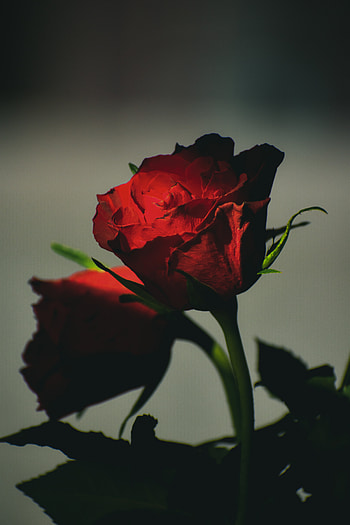 One Red Rose, love, hybrid_tea_rose, petal, beauty, nature, plants, home HD phone wallpaper