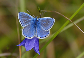 Little blue bell, blue, resting, butterfly, bluebell, flower, garden HD wallpaper