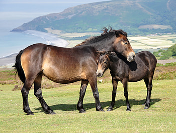 Animals, Grass, Mountains, Horses, Young, Joey HD wallpaper