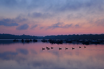 Nature, Birds, Trees, Sky, Twilight, Swans, Lake, Dusk HD wallpaper