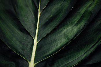 Plant, Macro, Surface, Leaflet, Veins HD wallpaper