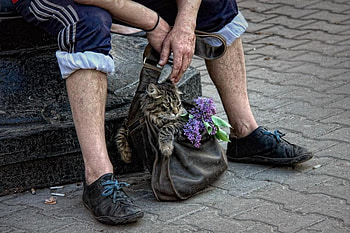 traveler, bag, cat, funny, pet HD wallpaper