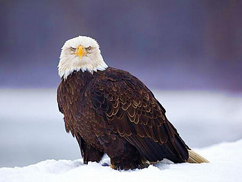 Eagle on Snow, beautiful, eagle, on snow HD wallpaper