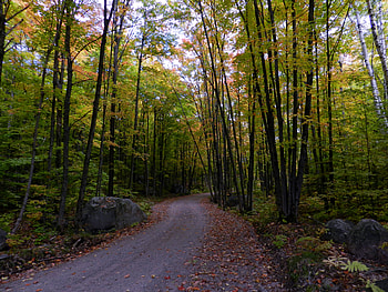 Forest Road, graphy, Leaves, Forest, Back Road, Nature, Autumn HD wallpaper