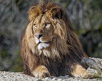 Animals, Muzzle, Lion, Predator, Big Cat, Sight, Opinion HD wallpaper