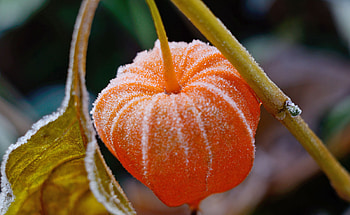 Physalis, Winter survival, Gardening advice, Cold weather tips HD wallpaper
