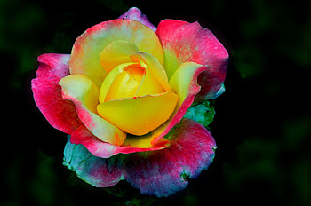 Rainbow rose, rose, colors, rainbow, flower HD wallpaper