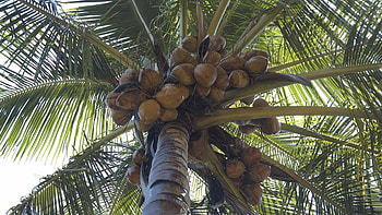 Coconuts, summer, view from down, palm tree, green, fruit, coconut, vara HD wallpaper