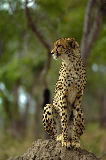 Mala Mala Reserve, Cheetah HD phone wallpaper