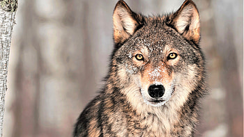 Gray Wolf, wolf grey, animals HD wallpaper