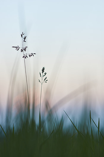 Plants, Grass, Macro, Close-Up HD phone wallpaper