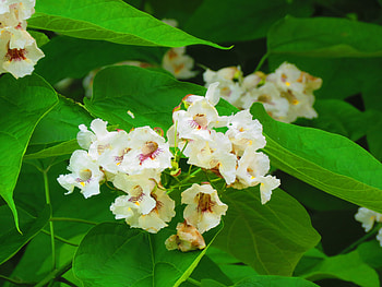 Southern catalpa, Chestnut Hill Nursery HD wallpaper