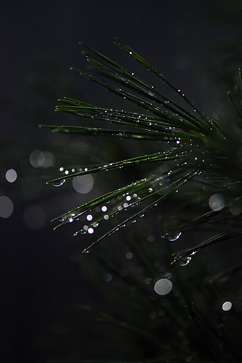 Bonsai, Needle, Drops, Macro, Wet, Moisture, Boquet, Bokeh HD phone wallpaper