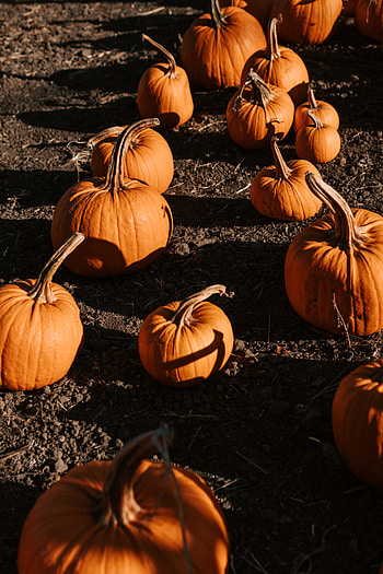Orange fruits, pumpkin HD phone wallpaper