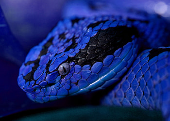 Animals, Eyes, Color, Snake HD wallpaper