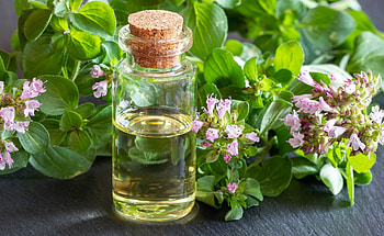 Homemade oregano oil, DIY project, Garden guide, My beautiful garden HD wallpaper