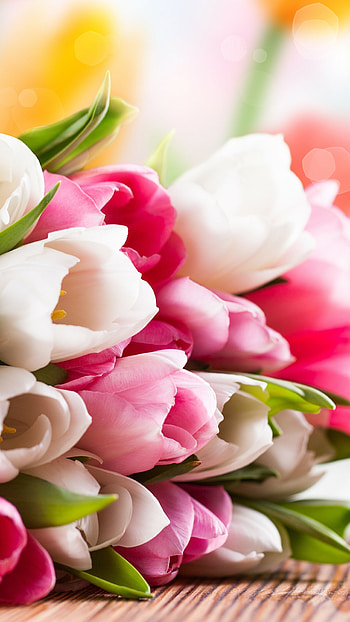 Tulip flower bouquet, Colorful holidays, , Bright and cheerful HD phone wallpaper