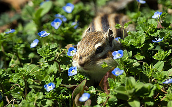 Chipmunk, Furry cutie, , Nature's marvel HD wallpaper