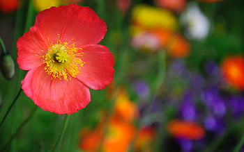 Plants, Flowers HD wallpaper