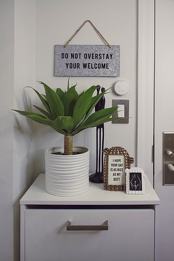 Modern home decor featuring a potted plant and humorous signs on a minimalist shelf. HD phone wallpaper