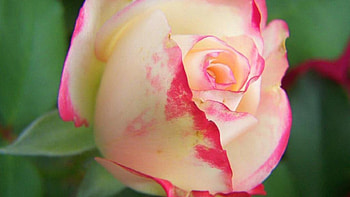 Touch Of Red Rose, rose, touch, delicate, flower, soft, nature HD wallpaper
