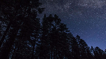 Tall Trees Forest Under Starry Blue Sky During Nighttime Nature HD wallpaper