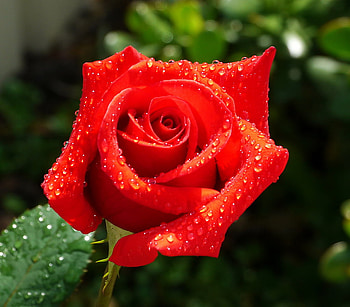 rose, garden, waterdrops, red HD wallpaper