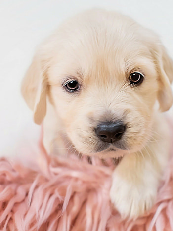 Dog iPad , iPad backgrounds, Dog iPad, Backgrounds HD phone wallpaper