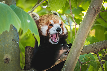 Funny, Animals, Protruding Tongue, Tongue Stuck Out, Panda, Red Panda HD wallpaper