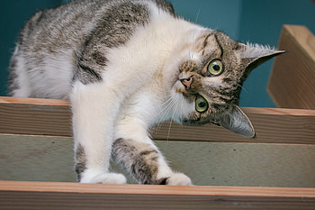 Animals, Cat, Spotted, Spotty, Cool, Playful HD wallpaper