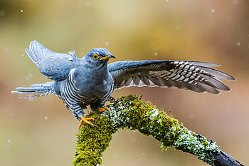 Cuckoo symbolism, Ancient beliefs, Spiritual significance, Nature's whispers HD wallpaper