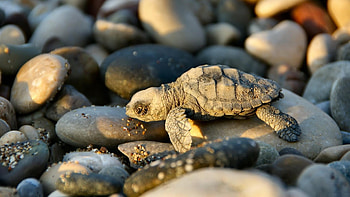 Turtle, Baby Animal HD wallpaper