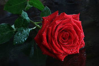 Red rose, Flower, Drops, Rose, Pretty HD wallpaper