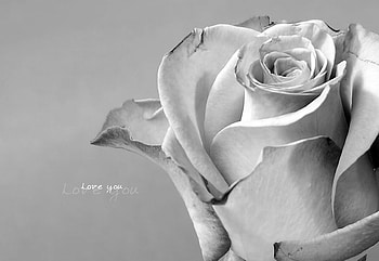 Love You, rose, white, love, flower HD wallpaper