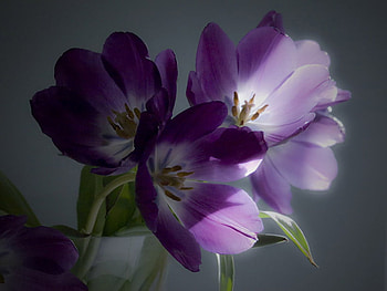 purple tulips, purple, nature, flowers, tulips HD wallpaper