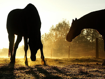 Animals, Horses HD wallpaper