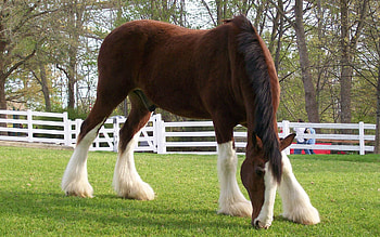 Animals, Food, Grass, Color, Fence, Stroll, Horse, Stable HD wallpaper