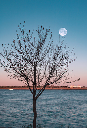 Landscape, Nature, Rivers, Moon, Shore, Bank, Wood, Tree HD phone wallpaper