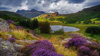 Sunny Peak, Pond, Great Britain, Peak, Mountains, Nature, Storm, Grass, Lavender, Sunny, Flowers, Sky, Rain, Clouds, Fields, Water, Europe, England, Kingdom, Lake, United HD wallpaper