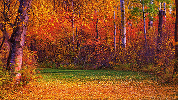 Fall Colours in Edmonton, Alberta, autumn, trees, leaves, canada HD wallpaper