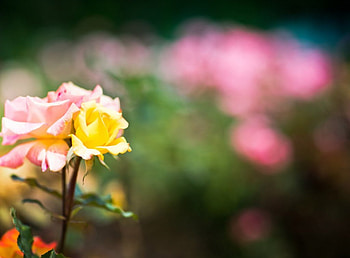 summer rose, glare, summer, delicate, roses HD wallpaper
