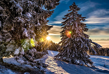 Winter Sun, Winter, Sun, Snow, Trees HD wallpaper